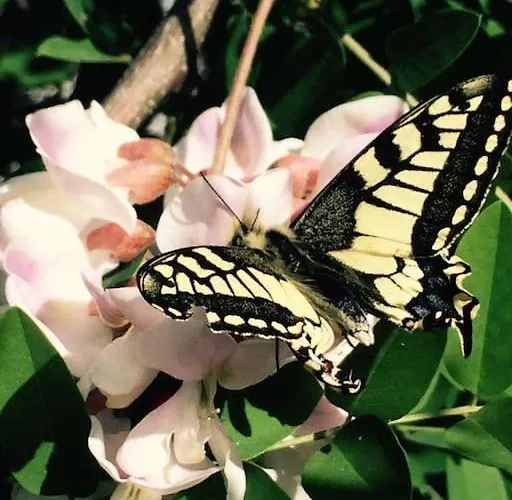 Couette-café Elgreco By The Sea